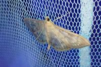 Patania ruralis