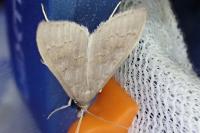 Mecyna asinalis