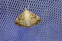 Evergestis pallidata