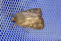 Luperina testacea