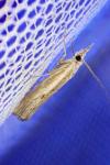 Agriphila geniculea