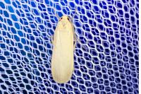 Katha depressa