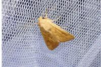 Mythimna vitellina