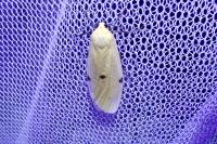 Lithosia quadra