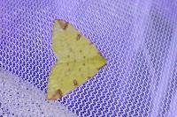 Opisthograptis luteolata