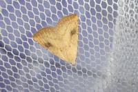 Rivula sericealis