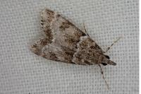 Eudonia mercurella