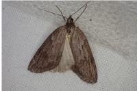 Pachycnemia hippocastanaria hippocastanaria