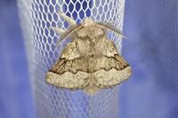 Trichiura crataegi