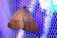 Pachycnemia tibiaria tibiaria