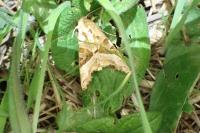 Phlogophora meticulosa