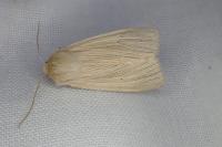 Mythimna pallens