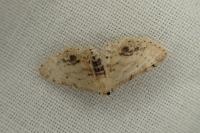 Idaea dimidiata