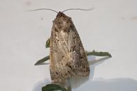 Thalpophila matura