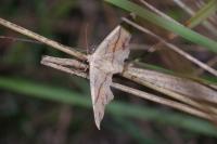 Cyclophora punctaria