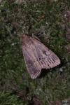 Amphipyra pyramidea/Amphipyra berbera