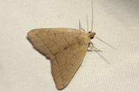 Herminia tarsipennalis