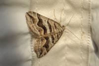 Scotopteryx peribolata