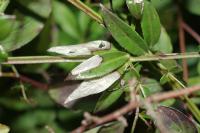 Mecyna asinalis
