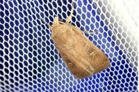 Xestia xanthographa