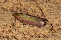 Oncocera semirubella