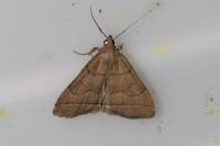 Herminia tarsipennalis