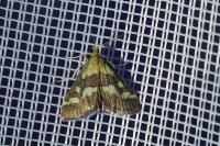 Pyrausta purpuralis
