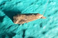 Schrankia costaestrigalis