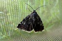 Heliothela wulfeniana