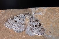 Epirrita autumnata
