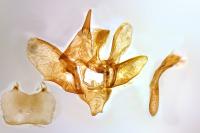 Epirrita autumnata