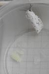 Spilosoma lubricipeda