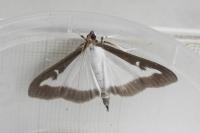 Cydalima perspectalis