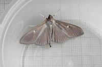Cydalima perspectalis