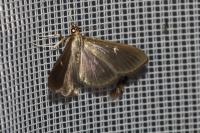 Cydalima perspectalis