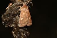 Xestia xanthographa