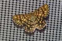 Chiasmia clathrata