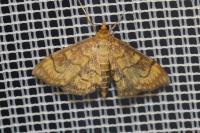 Anania verbascalis