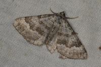 Scotopteryx bipunctaria