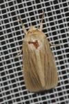 Mythimna impura