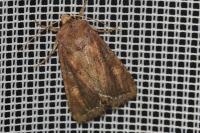 Lacanobia oleracea