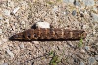 Deilephila elpenor