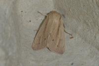 Mythimna straminea