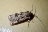 Agrotis trux