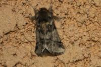 Thaumetopoea processionea
