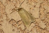 Mythimna pallens