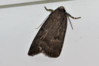 Amphipyra tragopoginis
