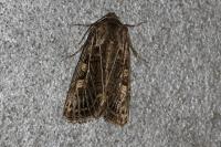 Tholera decimalis
