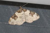 Xanthorhoe fluctuata