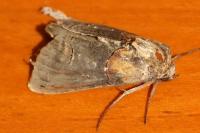 Abrostola triplasia